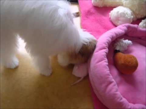 チャイニーズ・クレステッド・ドッグ・パウダーパフかわいい動画by青山ケンネルブルーテラ チャイニーズ・クレステッド・ドッグ・パウダーパフかわいい動画by青山ケンネルブルーテラ