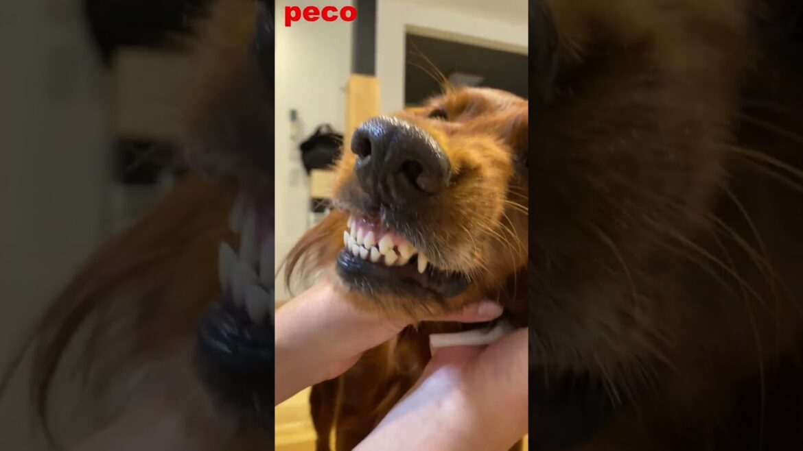 食後の刃歯 #shorts （peco  postprandial blade）  アイリッシュセター（アイリッシュセッター） Irish Setter