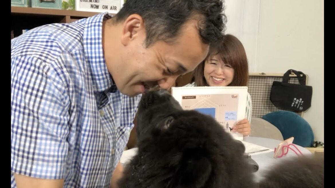 【謎の青い○○】クマさん似の激カワ犬！チャウチャウの親子が登場