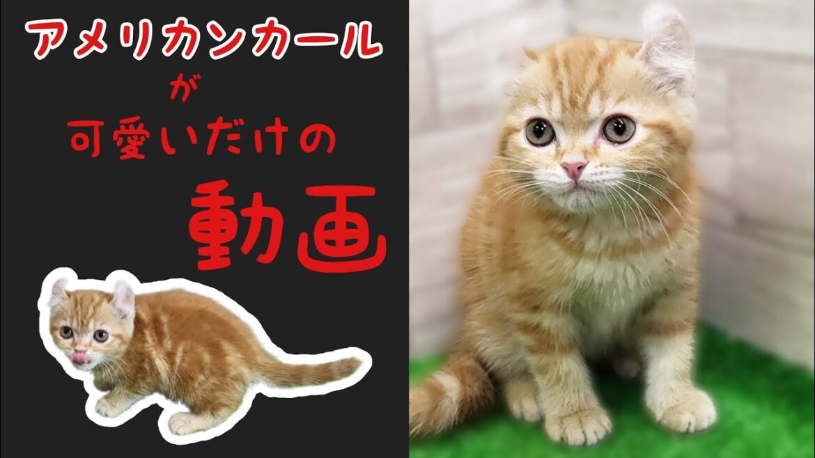 アメリカンカール・子猫【Mitten府中店】