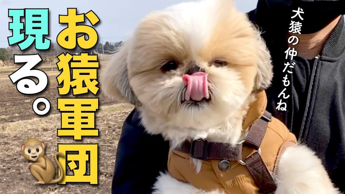 【シーズー】お猿軍団が現れた休日散歩(冷汗)・・・w【237】 【シーズー】お猿軍団が現れた休日散歩(冷汗)・・・w【237】