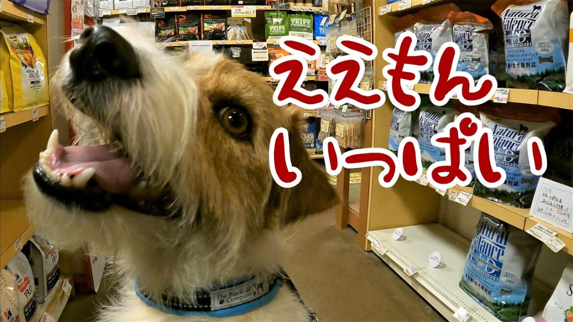 【ジャックラッセルテリア】関西最大のペットショップにあれを買いに行ってみた 【ジャックラッセルテリア】関西最大のペットショップにあれを買いに行ってみた