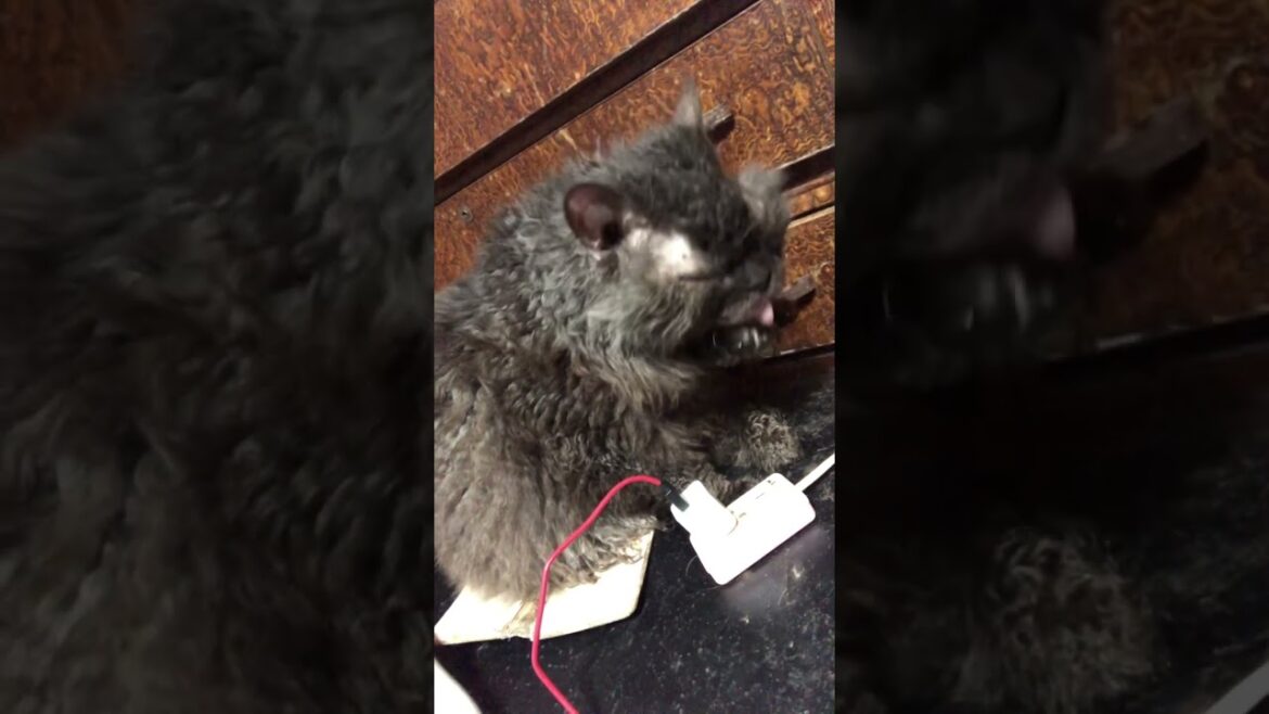 飼い主の枕元でくつろぐセルカークレックスのシュワン