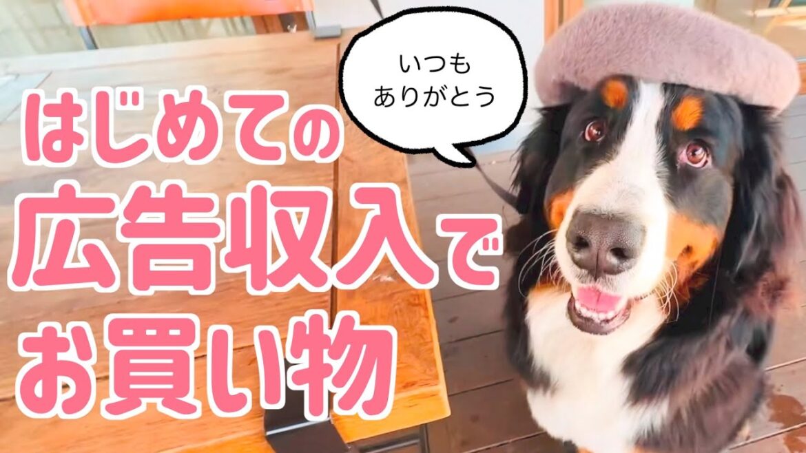 はじめての広告収入でお買い物に行きました　バーニーズマウンテンドッグ