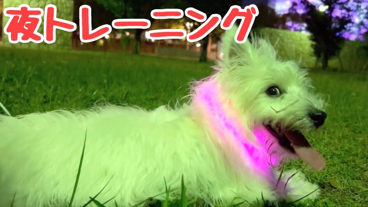 夜間の散歩からのダッシュトレーニング/ウエストハイランドホワイトテリア成犬までもうちょい