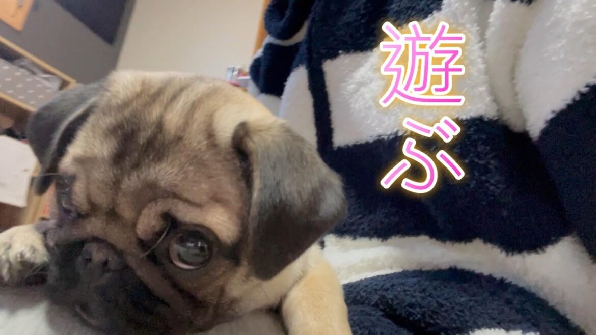 【11パグ目】久々に何もない休日で家族と一日中遊ぶパグ犬【パグ犬】