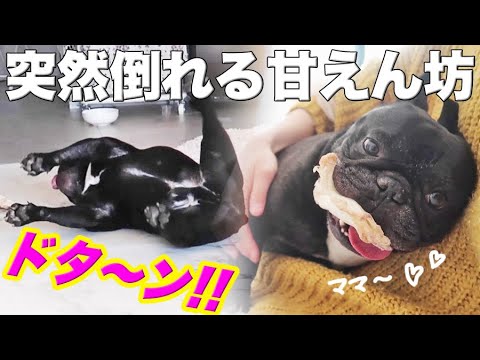 遊び疲れてゴローン!飼い主に体重と圧力を全力でかけてくる犬 遊び疲れてゴローン!飼い主に体重と圧力を全力でかけてくる犬