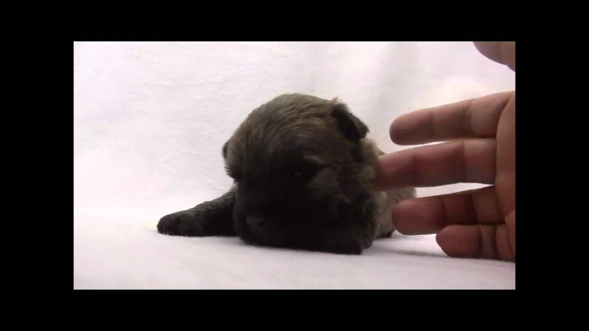 ケアーンテリアの子犬07