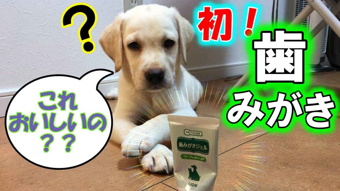 息爽やかに！？チャレンジ歯みがき！～ラブラドールレトリーバー～