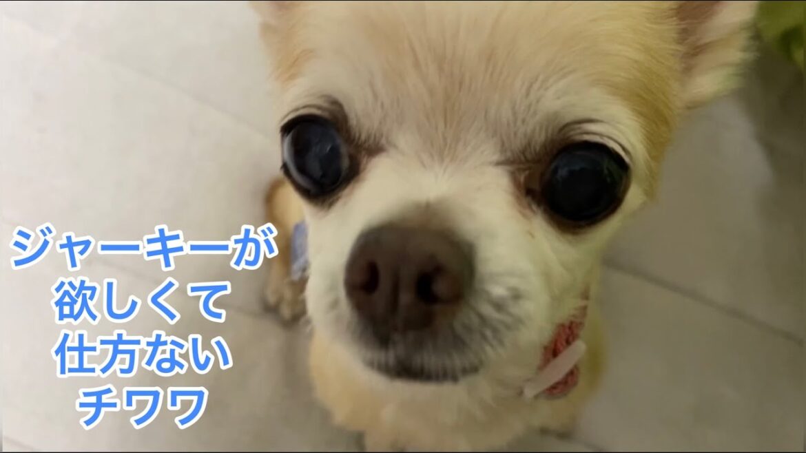 【チワワのチワコ】ロングコートチワワ　ジャーキーが欲しくて仕方ないチワワ　　Long coat chihuahua  #チワワ