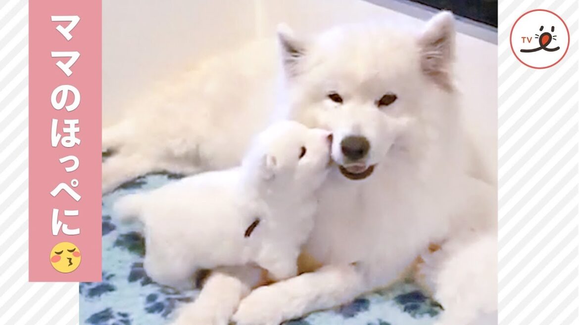 ママのホッペ大好き❤️ 甘えん坊のサモエド子犬【PECO TV】