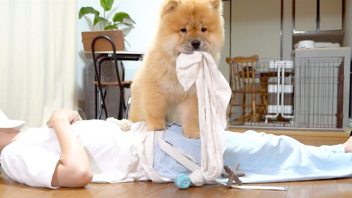 おもちゃを全部抱えて寝る飼い主を見たチャウチャウ犬がとった行動がw