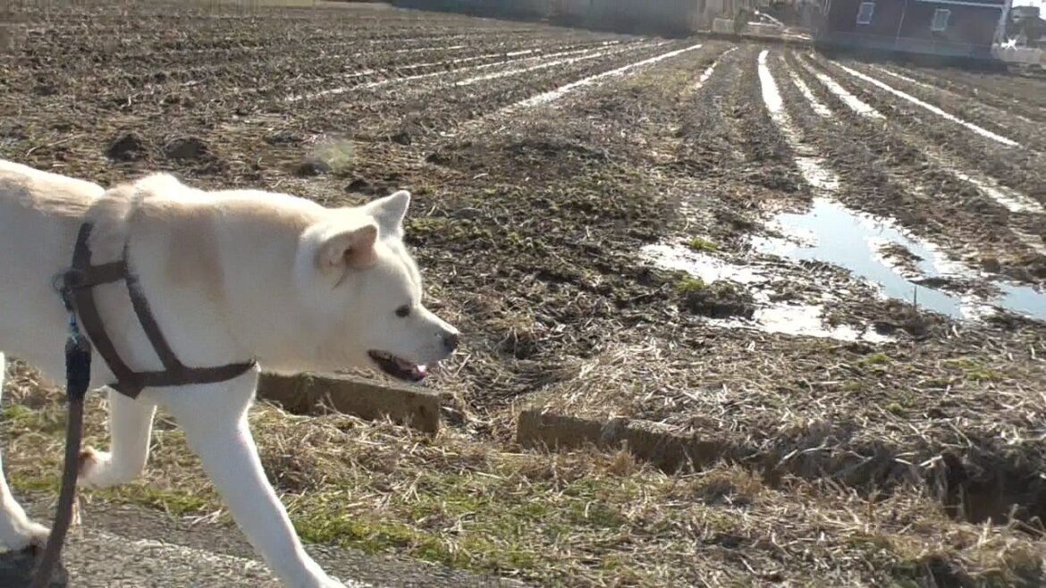 【秋田犬ゆうき】ぽかぽか陽気なのでのんびりお散歩♪といった感じなど一つも無いお散歩【akita dog】