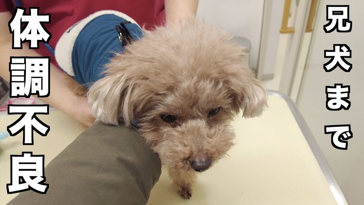 【悲報】兄犬まで体調不良になってしまったので病院へ行ってきました… 【悲報】兄犬まで体調不良になってしまったので病院へ行ってきました…