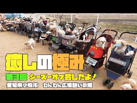 【シーズー】第3回シーズーオフ会♡優しい笑顔いっぱいな時間♪が最高すぎました♡#癒し#モフモフ#愛犬 【シーズー】第3回シーズーオフ会♡優しい笑顔いっぱいな時間♪が最高すぎました♡#癒し#モフモフ#愛犬