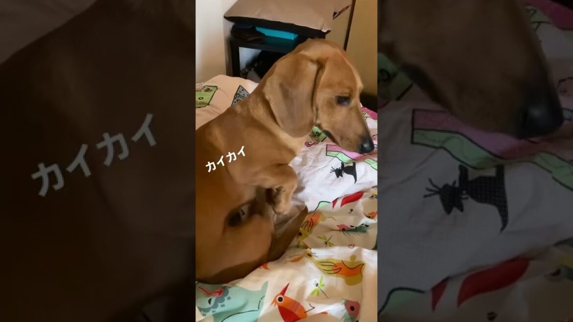 短い足で一生懸命カイカイする犬。#shorts #ダックスフンド #スムース