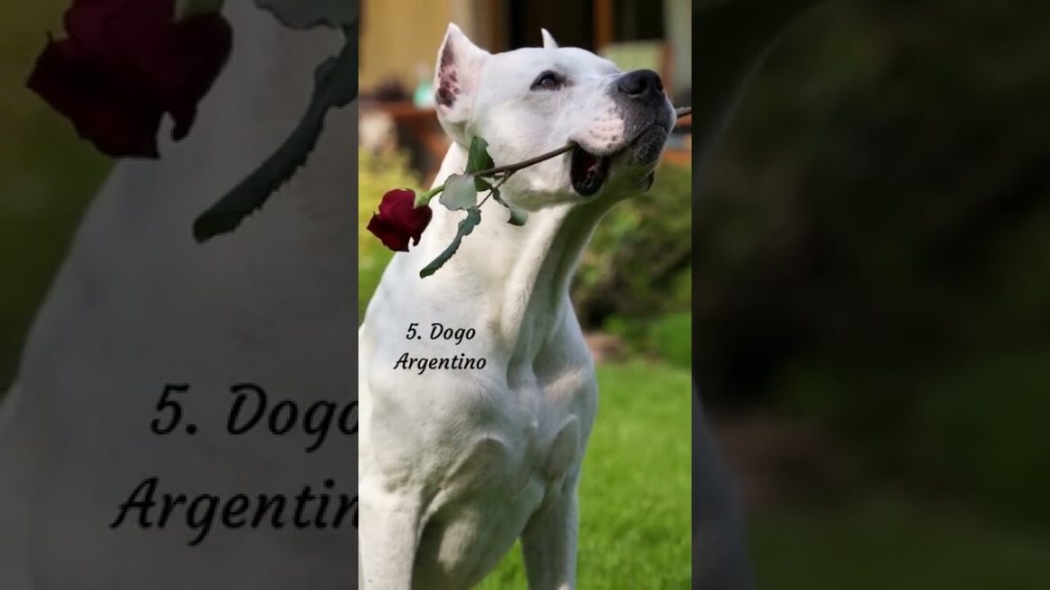 Top 10 Dog Breeds Are Banned In India!!! #shorts