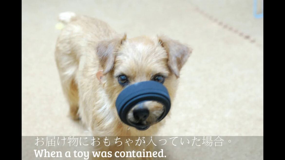 【ノーフォークテリア】荷物の反応比較