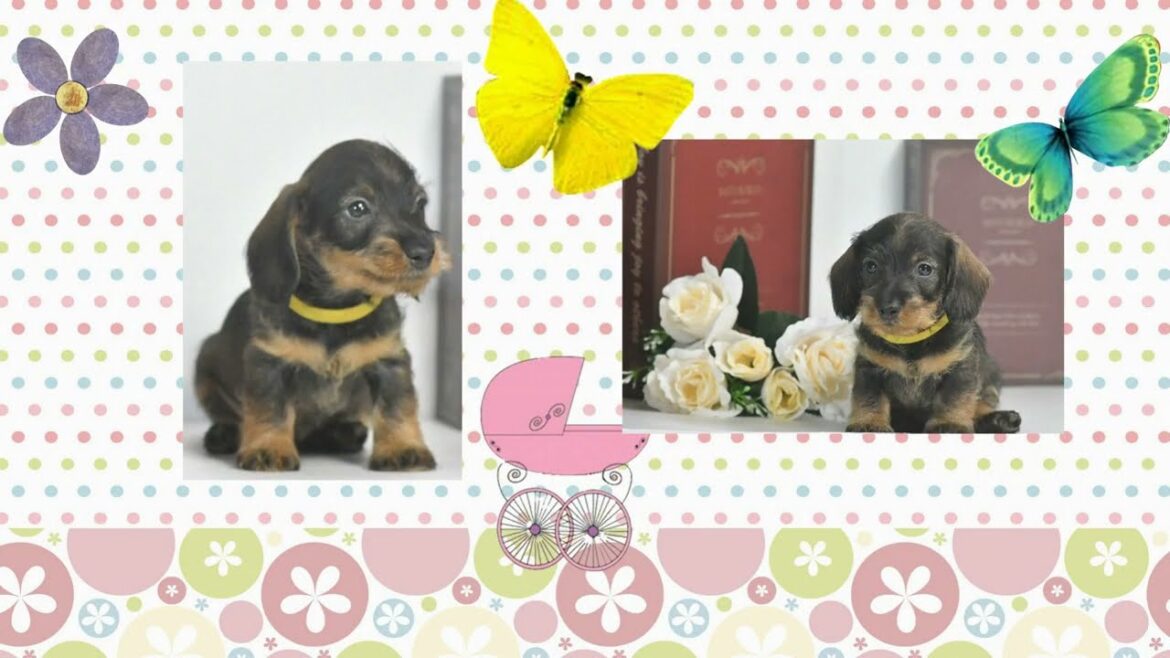 ミニチュアワイヤーダックス　あるくん