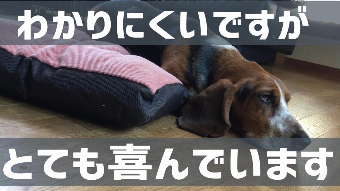 新しいお気に入り　ゆるだるバセットハウンド好みのクッションをゲット
