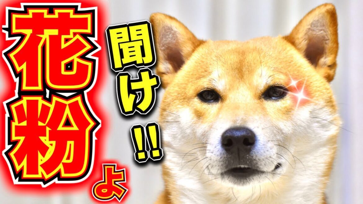 提案する柴犬こむぎが冴え渡る朝【あるじのステップ】? 提案する柴犬こむぎが冴え渡る朝【あるじのステップ】?