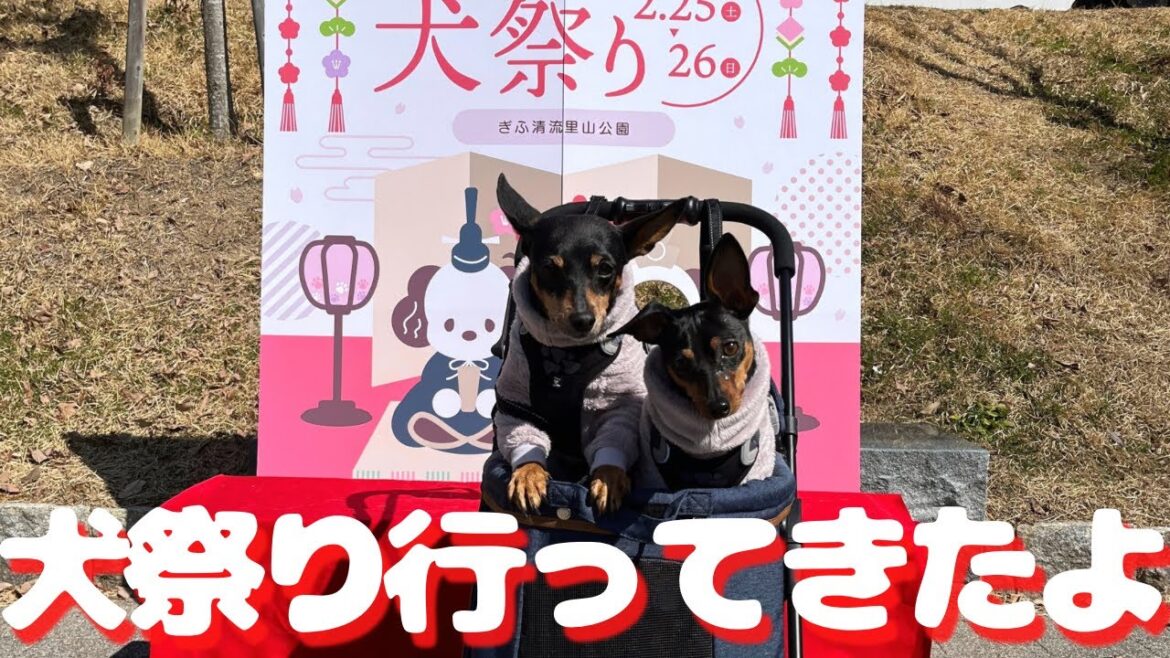 【犬祭り】ワンコ2匹を連れてぎふ清流里山公園へ行ってきました【ミニピン】