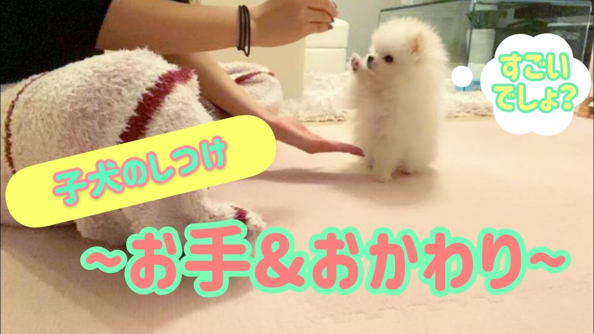 生後2ヶ月！ホワイトポメラニアンのしつけ〜お手&おかわり〜