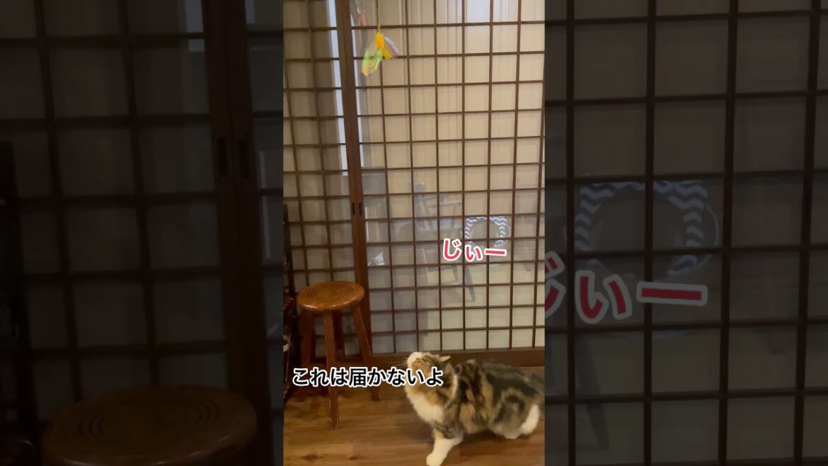 サイベリアン子猫が壁をクライミングする動画#shorts サイベリアン子猫が壁をクライミングする動画#shorts