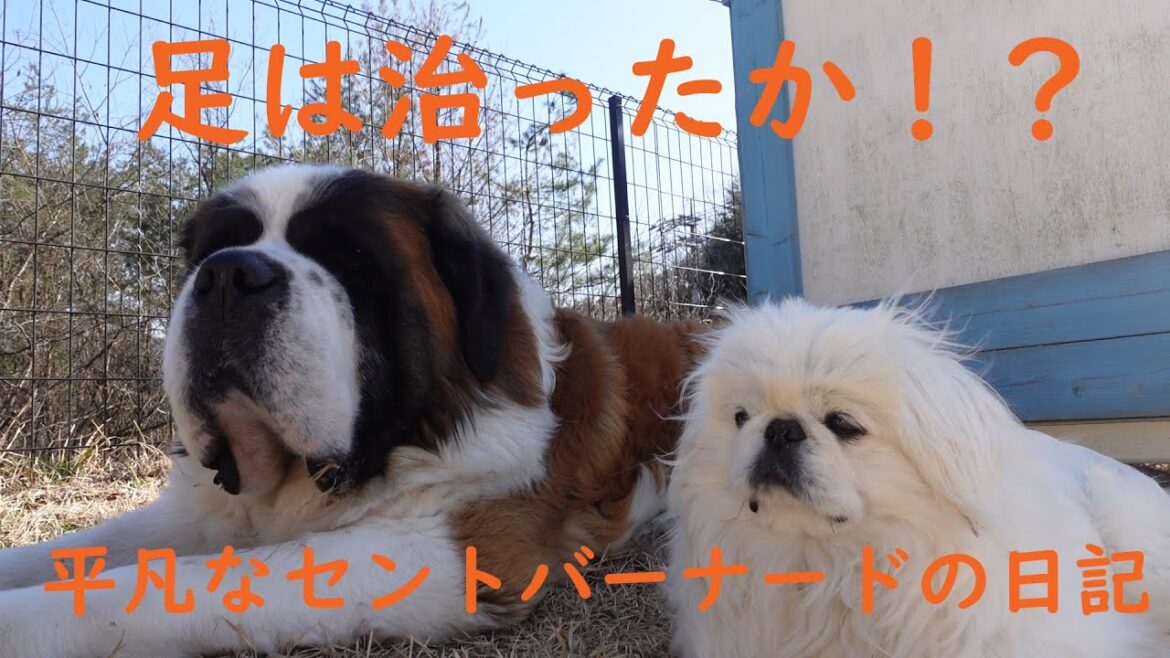 【足は治ったか?!】平凡なセントバーナードの日記 昨日痛めてしまった足、ベル君良くなったのか? Is the foot you hurt yesterday getting better? 【足は治ったか?!】平凡なセントバーナードの日記 昨日痛めてしまった足、ベル君良くなったのか? Is the foot you hurt yesterday getting better?