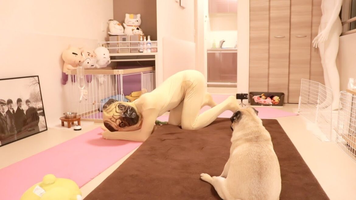 留守番中に気持ち悪いパグが部屋に入ってきた時のパグの反応WWWWWWWW