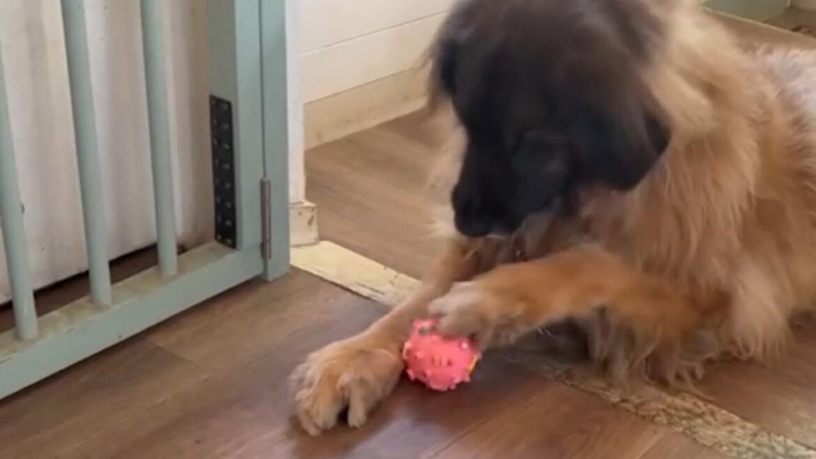 【レオンベルガー】さらとボール遊びしたらクセが強すぎた🤣【超大型犬】