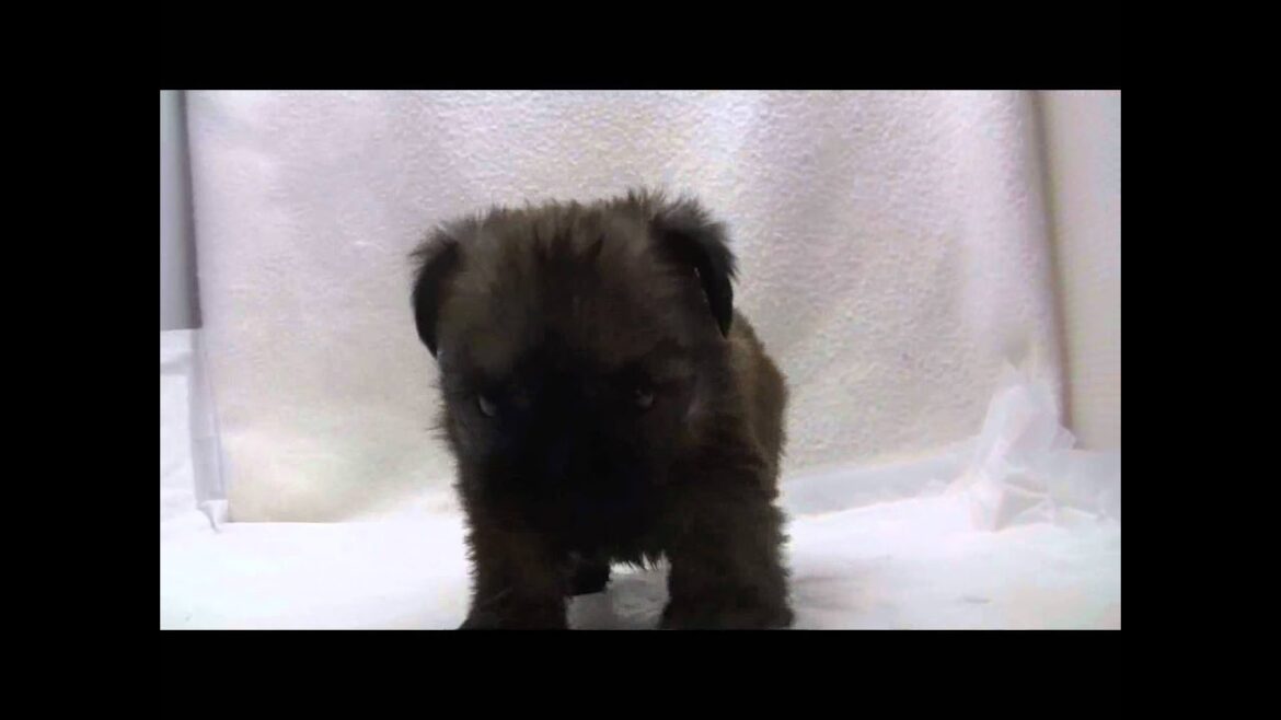 ブリュッセルグリフォンの子犬01