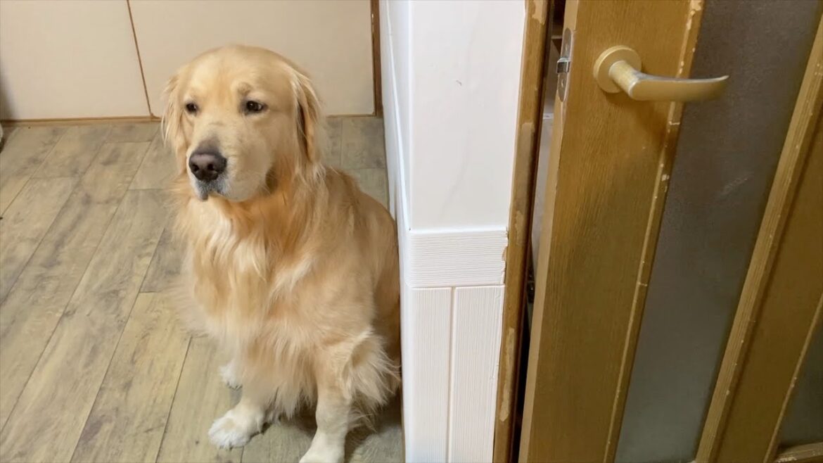 若くして、哀愁の出し方を知った愛犬