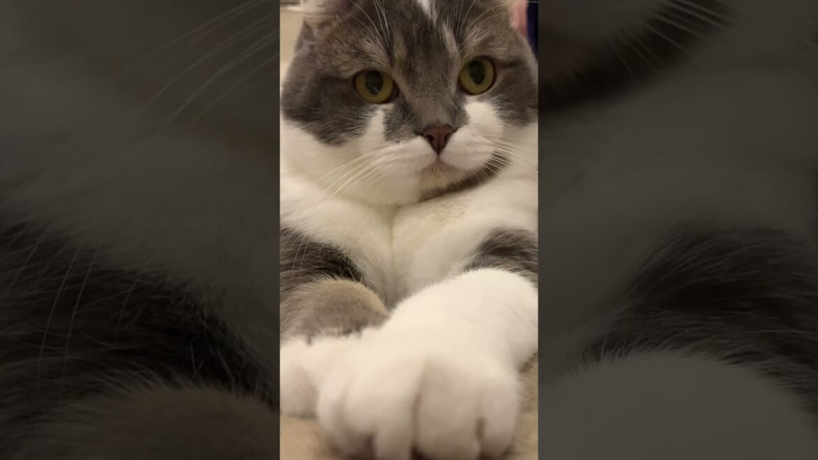 猫カウンセラー「私に悩みを話してみたまえ」【アメリカンカール・たぴ】