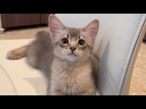 食事中じっと見られてた僕❣️【ソマリ】 食事中じっと見られてた僕❣️【ソマリ】