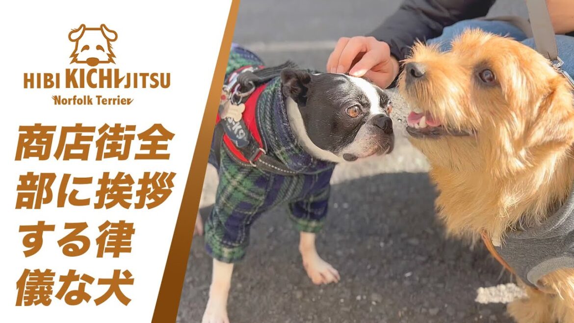 愛犬キチ ボステリ VIVIちゃんと商店街挨拶散歩【  norfolkterrier ノーフォークテリア dogs 】 愛犬キチ ボステリ VIVIちゃんと商店街挨拶散歩【  norfolkterrier ノーフォークテリア dogs 】