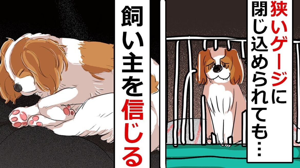【感動の再会】健気なキャバリア犬が大喜びで飼い主に抱きつく