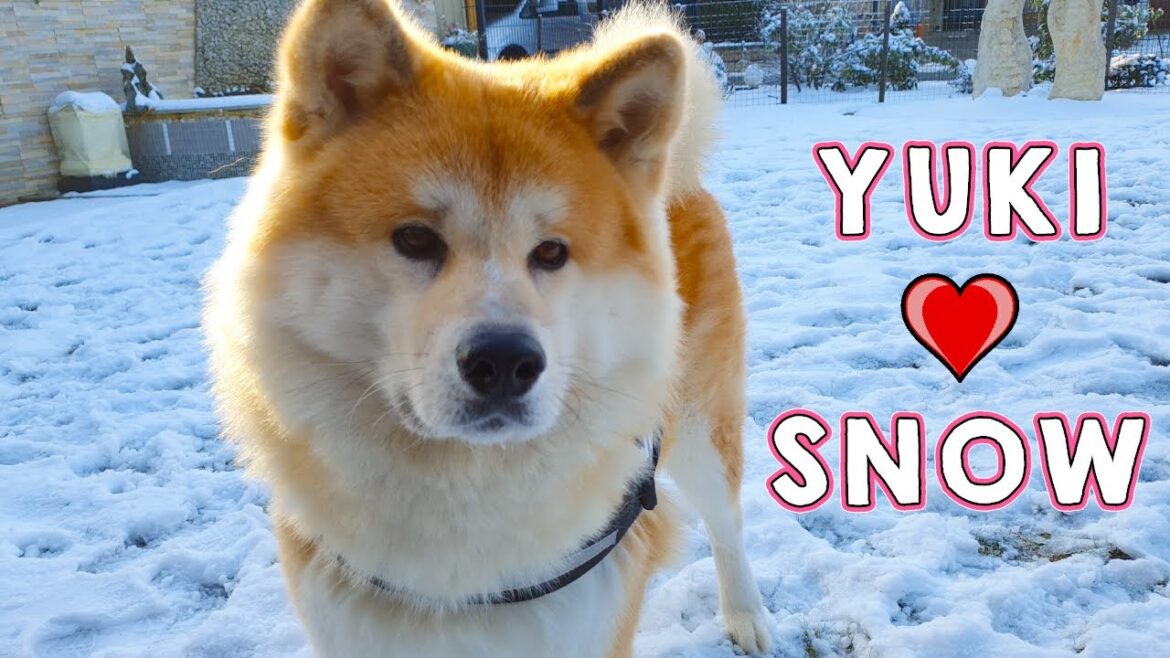 AKITA INU – Playing In The Snow | Day Off With Yuki | 秋田犬 AKITA INU - Playing In The Snow | Day Off With Yuki | 秋田犬
