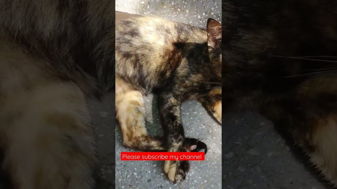 Dark brown cat