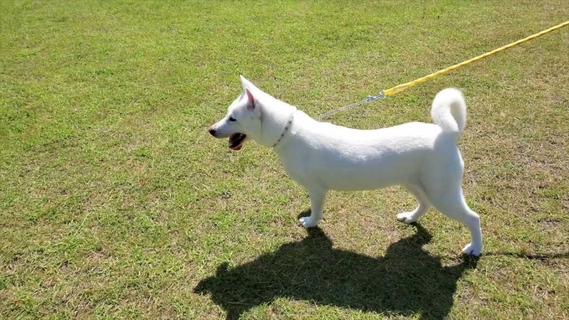 【紀州犬】梅雨入り前にダム散歩！
