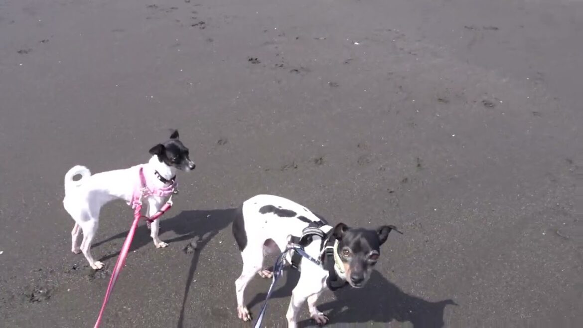 C0096 海だ~!　帰る～！な日本テリア(Japanese Terrier,Nihon Terrier)