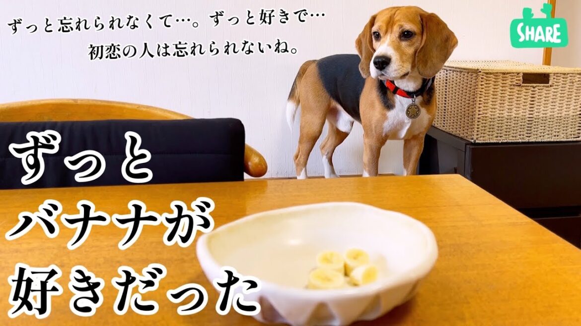 ビーグル犬　バナナに恋をする