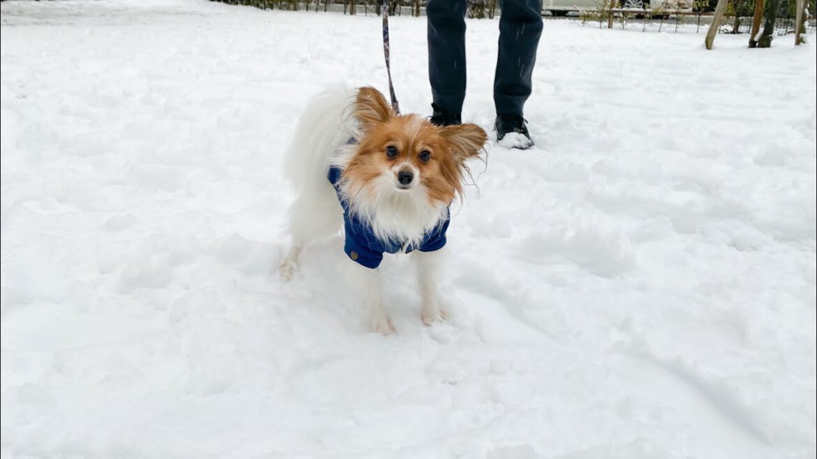 初めて雪に触れた愛犬の反応がコチラ・・・【パピヨンのエト】