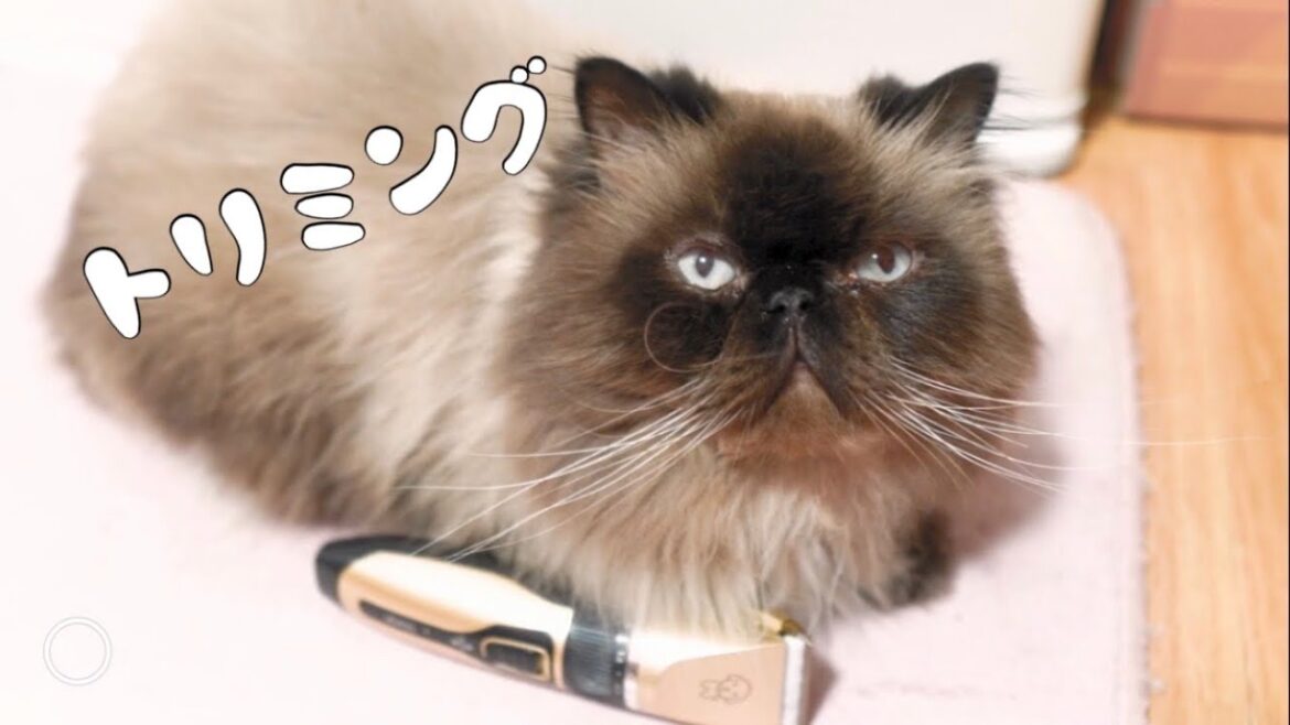 お尻の毛をバリカンで初めて刈るヒマラヤン猫 ラグドールのクリム! ラグドール猫!|抱っこが好きな猫 |ヒマラヤン猫|甘える猫 お尻の毛をバリカンで初めて刈るヒマラヤン猫 ラグドールのクリム! ラグドール猫!|抱っこが好きな猫 |ヒマラヤン猫|甘える猫