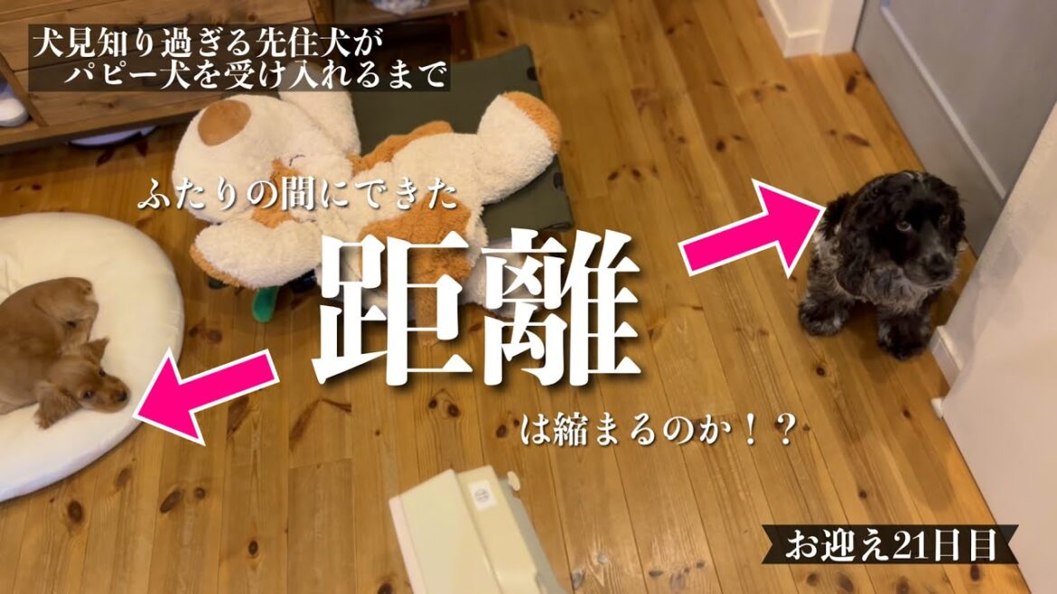 【犬見知り過ぎる先住犬がパピー犬を受け入れるまで#20】お迎え21日目！　イングリッシュコッカースパニエル「みみ」の気持ち