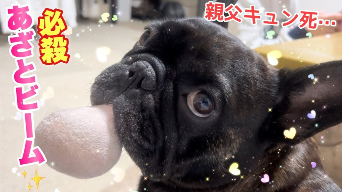 【癒しペット】見返り美人ならぬ見返りフレンチブルドッグのあざと過ぎるキラースマイルに耐えてみよ！