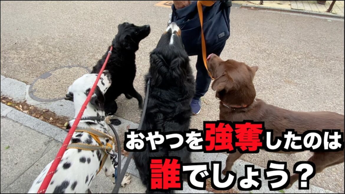 誰だ？食いしん坊ラブラドール2頭・バーニーズ・ダルメシアン・強奪犯は？