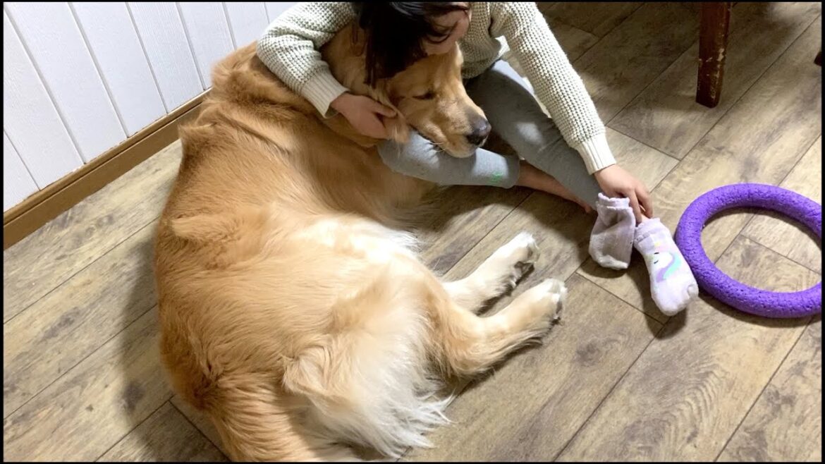 まるでセラピードッグのように、体調不良の我が家を癒してくれる愛犬