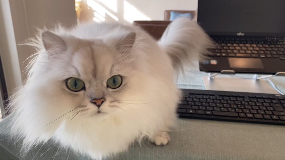 かまってよぉ〜！と仕事中の飼い主にネコハラする猫部長がかわいいw