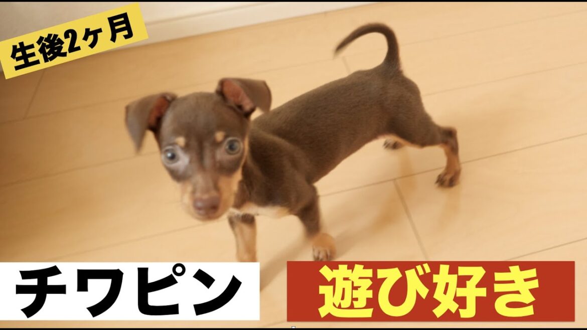＃1ミニピン✖︎チワワ　オス　チワピン　ぶるーの最新　遊ぶ様子　生後2ヶ月
